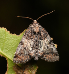 Chytonix sensilis