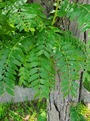 Gleditsia triacanthos