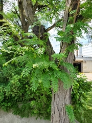 Gleditsia triacanthos