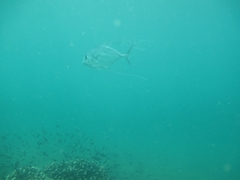 Alectis ciliaris