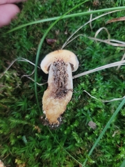 Retiboletus griseus