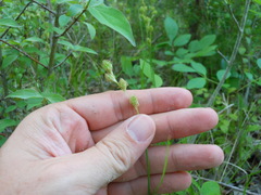 Carex tetrastachya