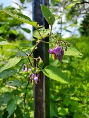 Solanum dulcamara