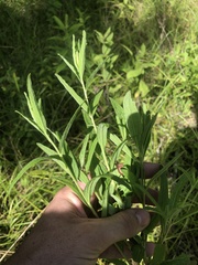 Brickellia eupatorioides texana