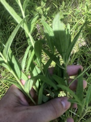 Brickellia eupatorioides texana