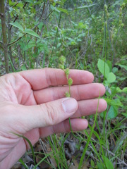 Carex tetrastachya