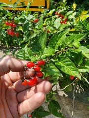 Solanum dulcamara