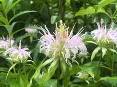 Monarda serotina