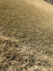 Zoysia
