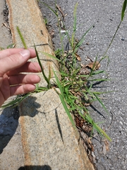 Digitaria ischaemum