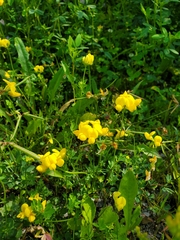 Lotus corniculatus