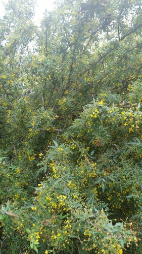 Image of Berberis nevinii by (c) Millie Basden, some rights reserved (CC BY)