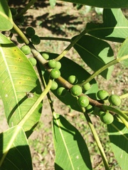 Ficus pertusa