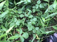 Rubus aboriginum