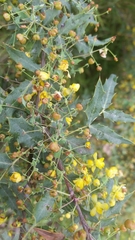 Berberis nevinii