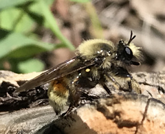 Laphria fernaldi