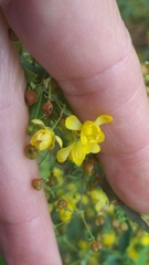 Berberis nevinii