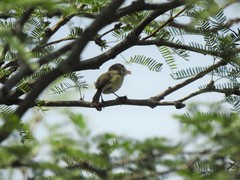 Vireo bellii