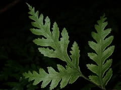 Pteris macilenta