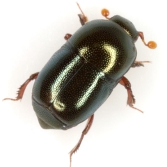 Teretriosoma conigerum