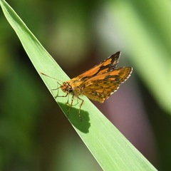 Ampittia dioscorides