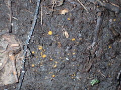 Ramsbottomia asperior