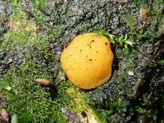 Ramsbottomia asperior