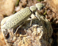 Epicauta bispinosa