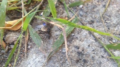 Odontoponera denticulata