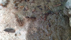 Odontoponera denticulata