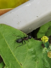 Camponotus herculeanus