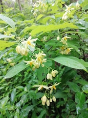 Solanum glaucescens