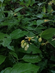 Solanum glaucescens
