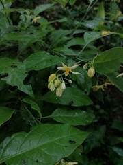 Solanum glaucescens