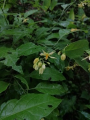 Solanum glaucescens
