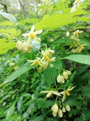 Solanum glaucescens