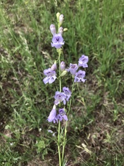 Penstemon nudiflorus