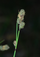 Carex heteroneura