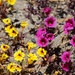Harlequin Monkeyflower - Photo (c) David Greenberger, some rights reserved (CC BY-NC-ND), uploaded by David Greenberger