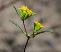 Orochaenactis thysanocarpha