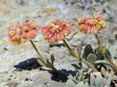 Eriogonum twisselmannii