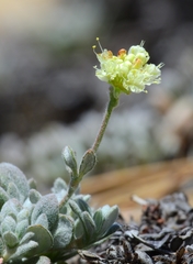 Eriogonum twisselmannii