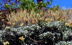 Eriogonum twisselmannii
