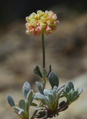 Eriogonum twisselmannii