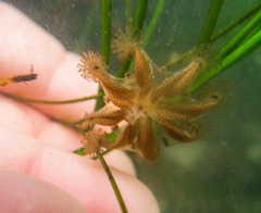 Haliclystus sanjuanensis