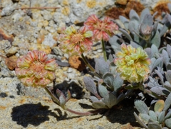 Eriogonum twisselmannii