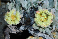 Eriogonum twisselmannii