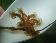 Haliclystus sanjuanensis