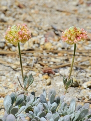 Eriogonum twisselmannii