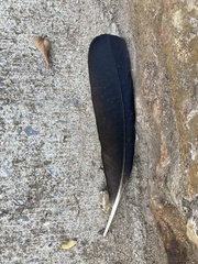 Corvus